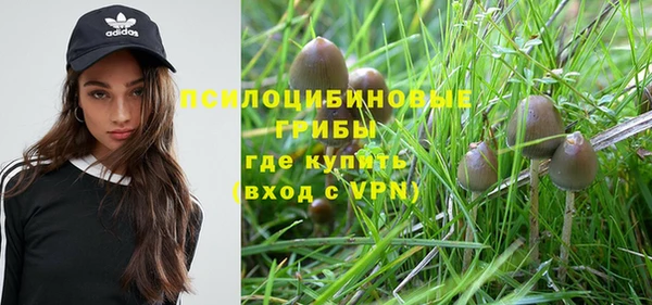 прущие грибы Ессентукская